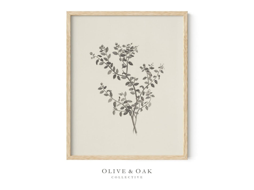 152. BRANCH ETCHING - Olive & Oak Collective