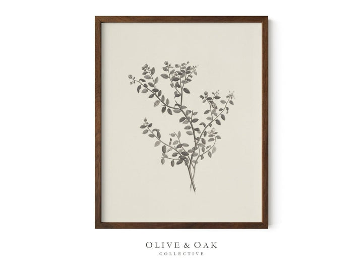 152. BRANCH ETCHING - Olive & Oak Collective