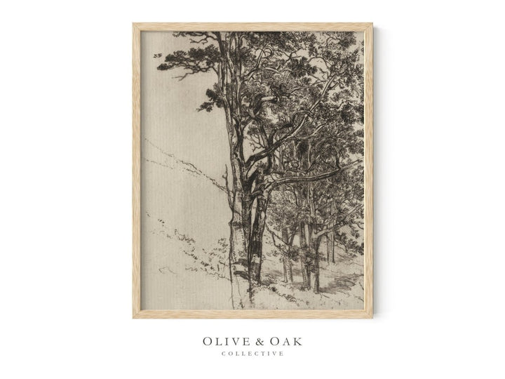 210. TREE ETCHING - Olive & Oak Collective