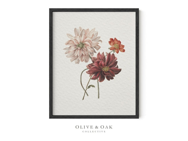 218. DAHLIAS - Olive & Oak Collective