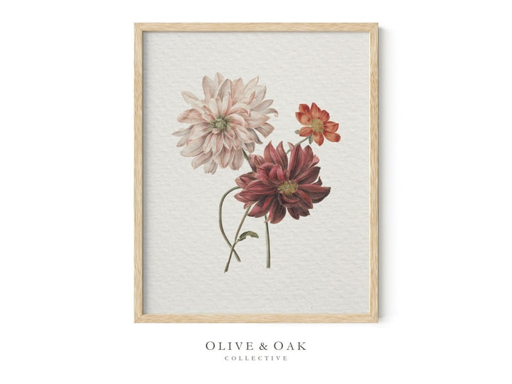 218. DAHLIAS - Olive & Oak Collective