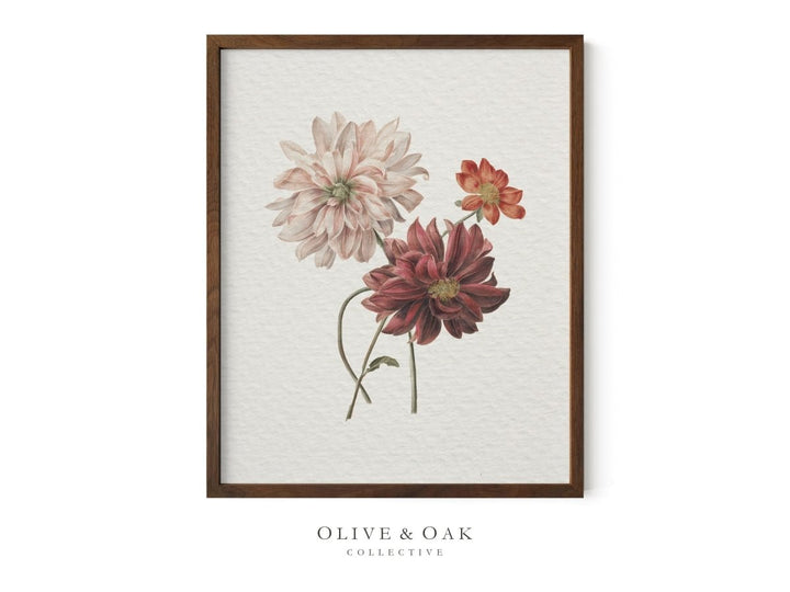 218. DAHLIAS - Olive & Oak Collective