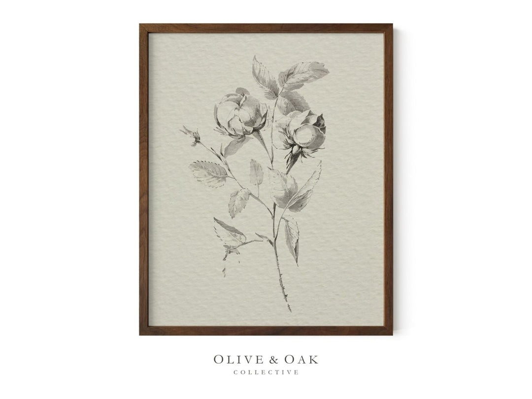 237. SKETCHED ROSES - Olive & Oak Collective