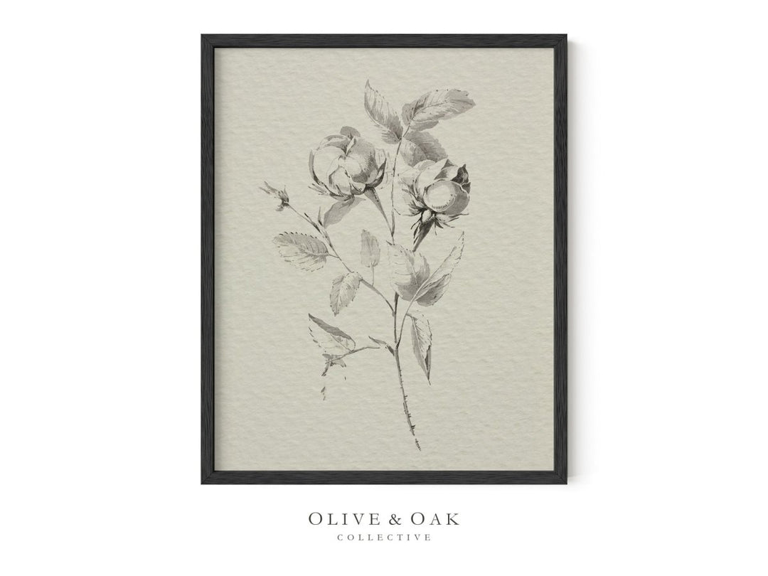 237. SKETCHED ROSES - Olive & Oak Collective