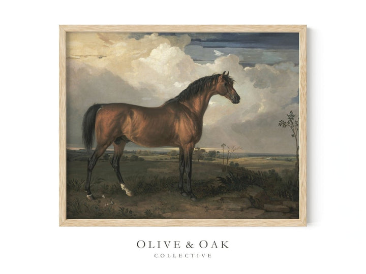 247. STALLION - Olive & Oak Collective