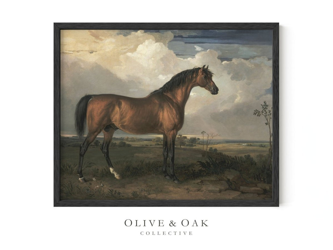 247. STALLION - Olive & Oak Collective