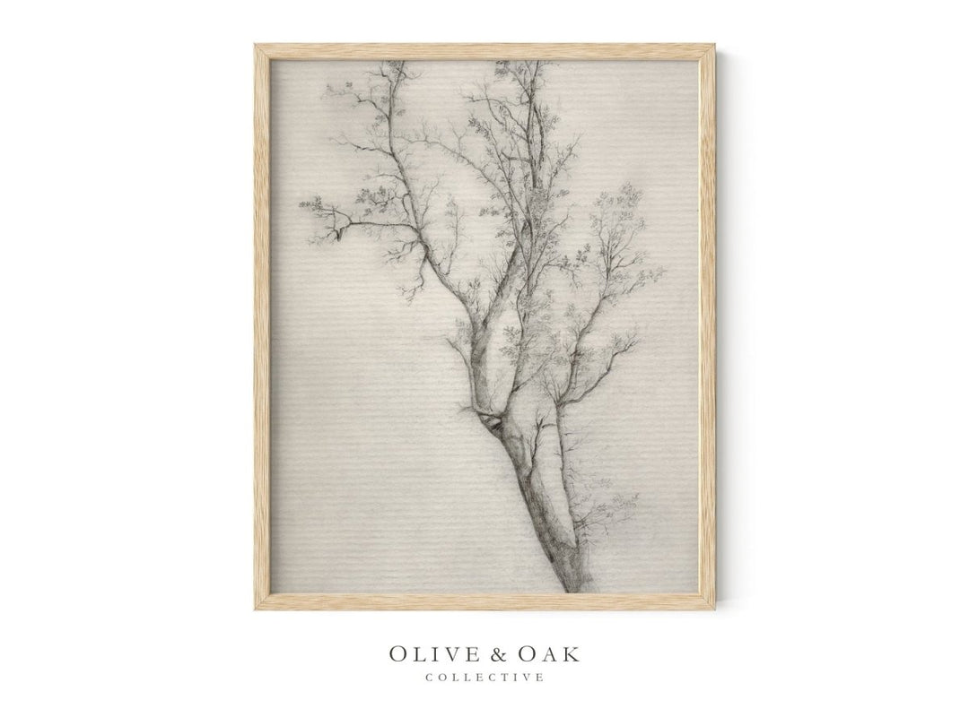 274. TREE SKETCH - Olive & Oak Collective
