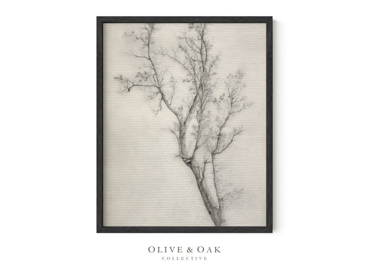 274. TREE SKETCH - Olive & Oak Collective