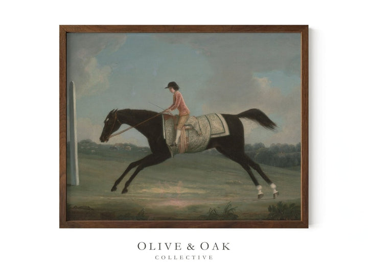 303. JOCKEY - Olive & Oak Collective