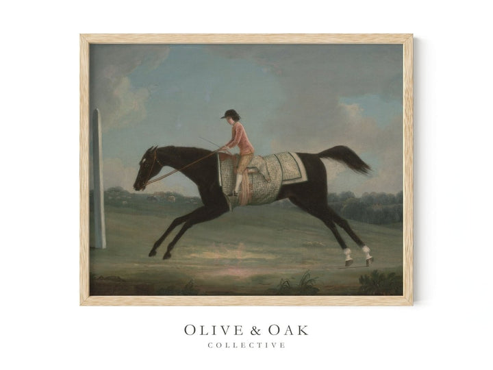 303. JOCKEY - Olive & Oak Collective