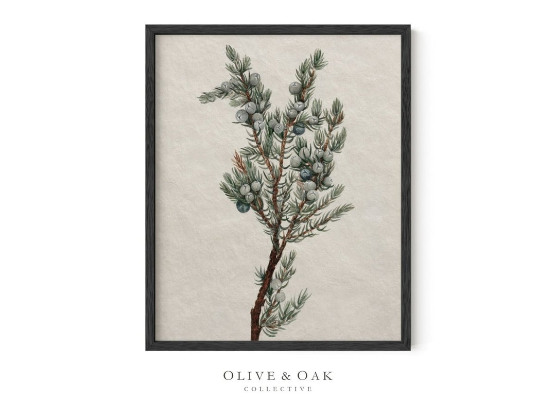 335. JUNIPER BRANCH - Olive & Oak Collective