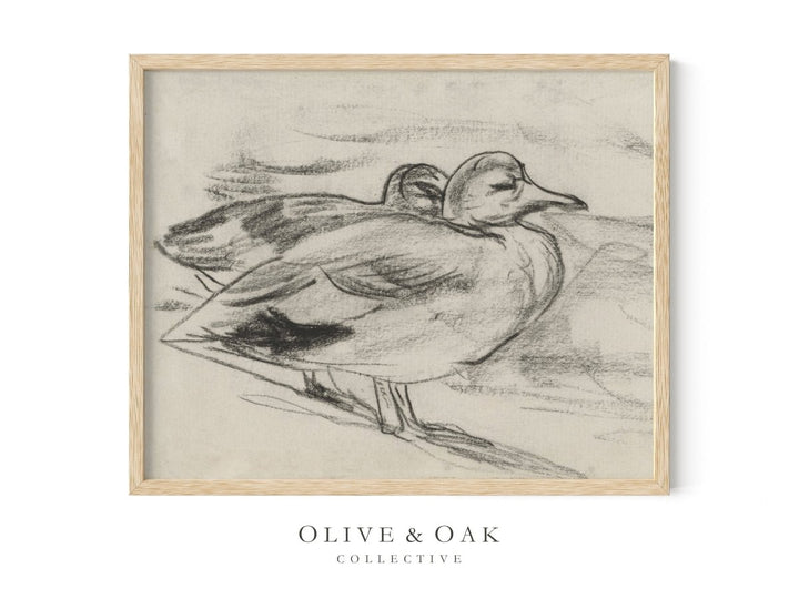 344. SKETCHED DUCKS - Olive & Oak Collective