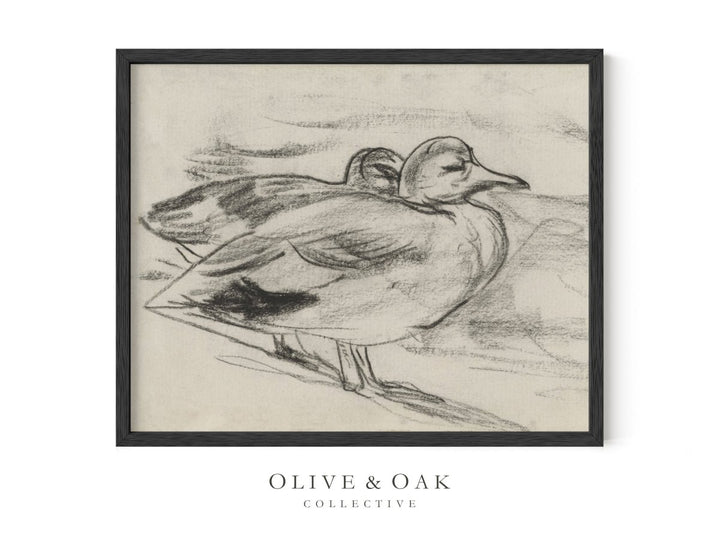 344. SKETCHED DUCKS - Olive & Oak Collective