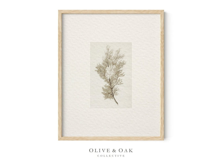 398. NEUTRAL TREES II - Olive & Oak Collective