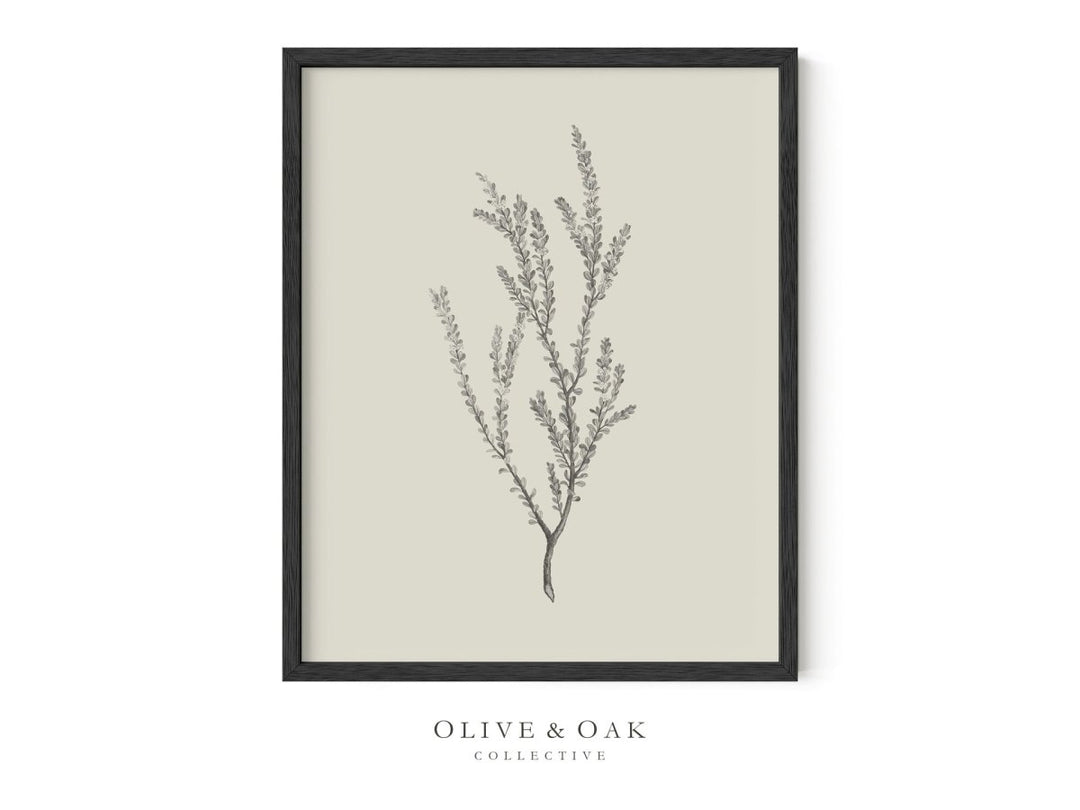 442. BOTANICAL III - Olive & Oak Collective