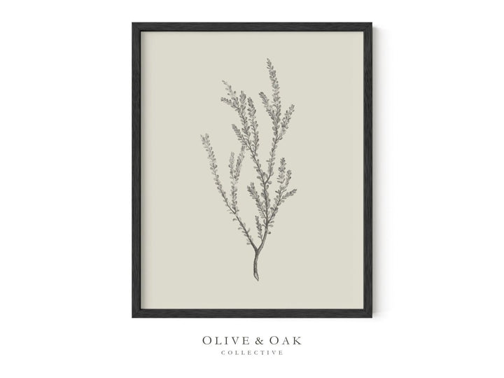 442. BOTANICAL III - Olive & Oak Collective