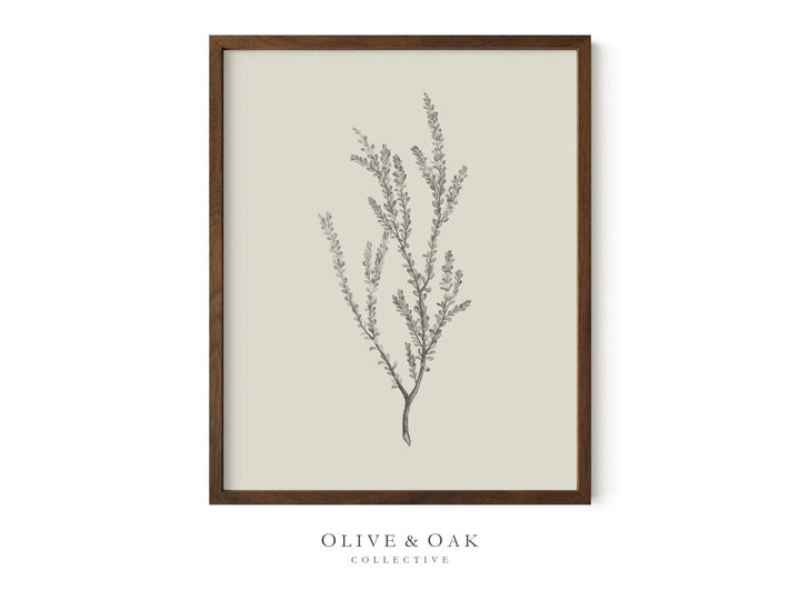 442. BOTANICAL III - Olive & Oak Collective