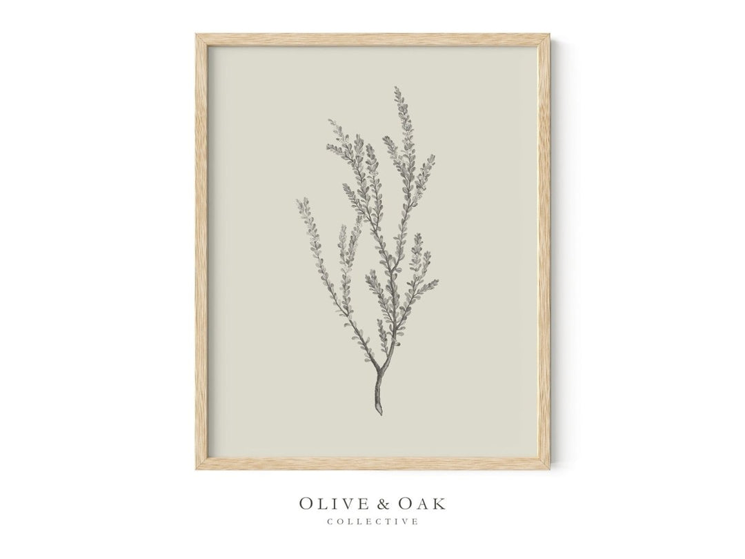 442. BOTANICAL III - Olive & Oak Collective