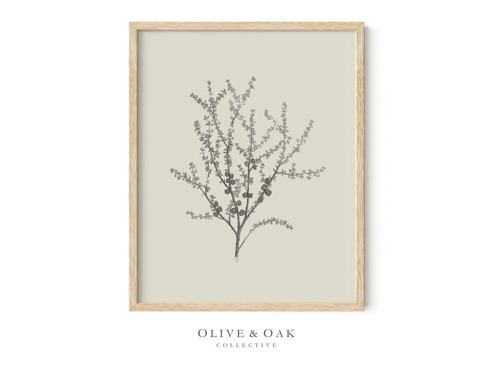 445. BOTANICAL VI - Olive & Oak Collective