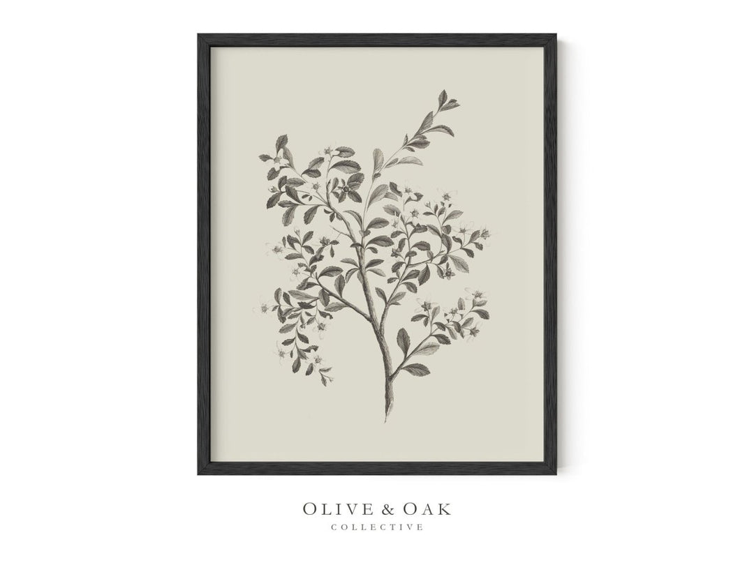 485. ESCALLONIA - Olive & Oak Collective