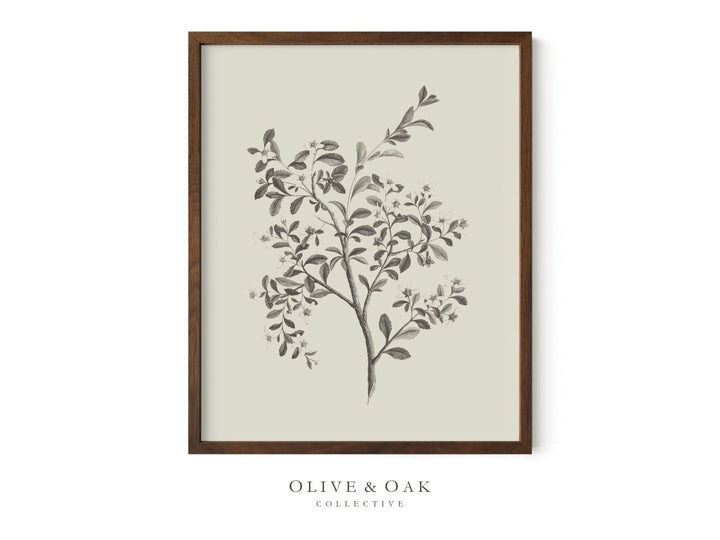 485. ESCALLONIA - Olive & Oak Collective