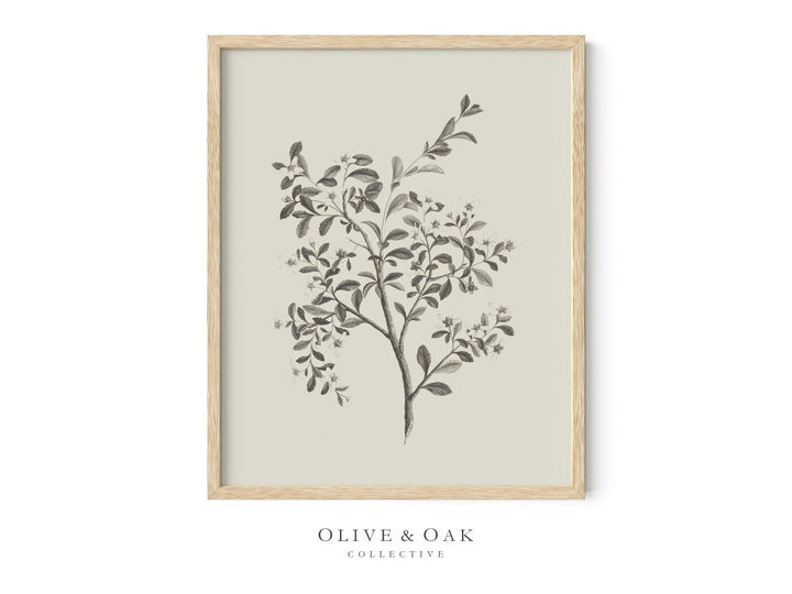 485. ESCALLONIA - Olive & Oak Collective