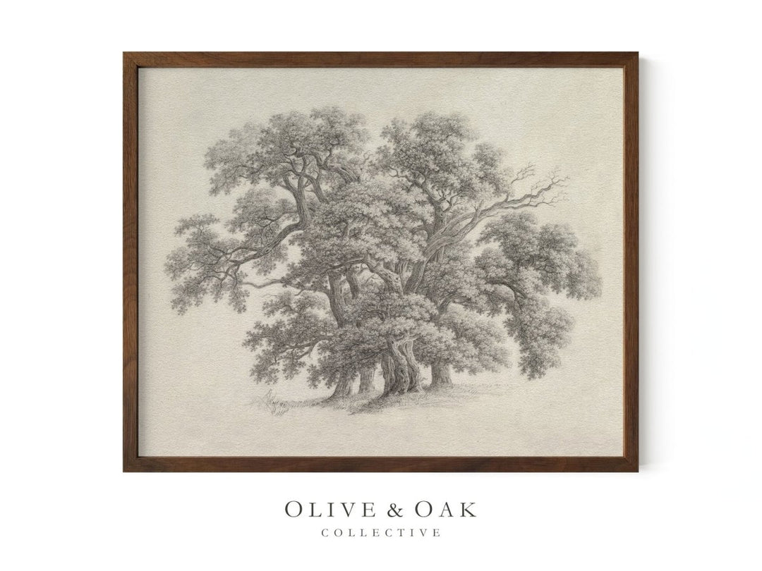 529. OAK TREE - Olive & Oak Collective