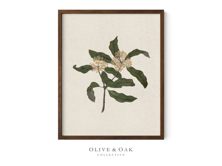 555. WILDFLOWERS I - Olive & Oak Collective