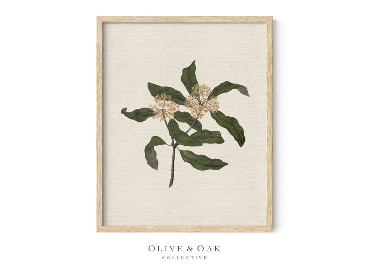 555. WILDFLOWERS I - Olive & Oak Collective