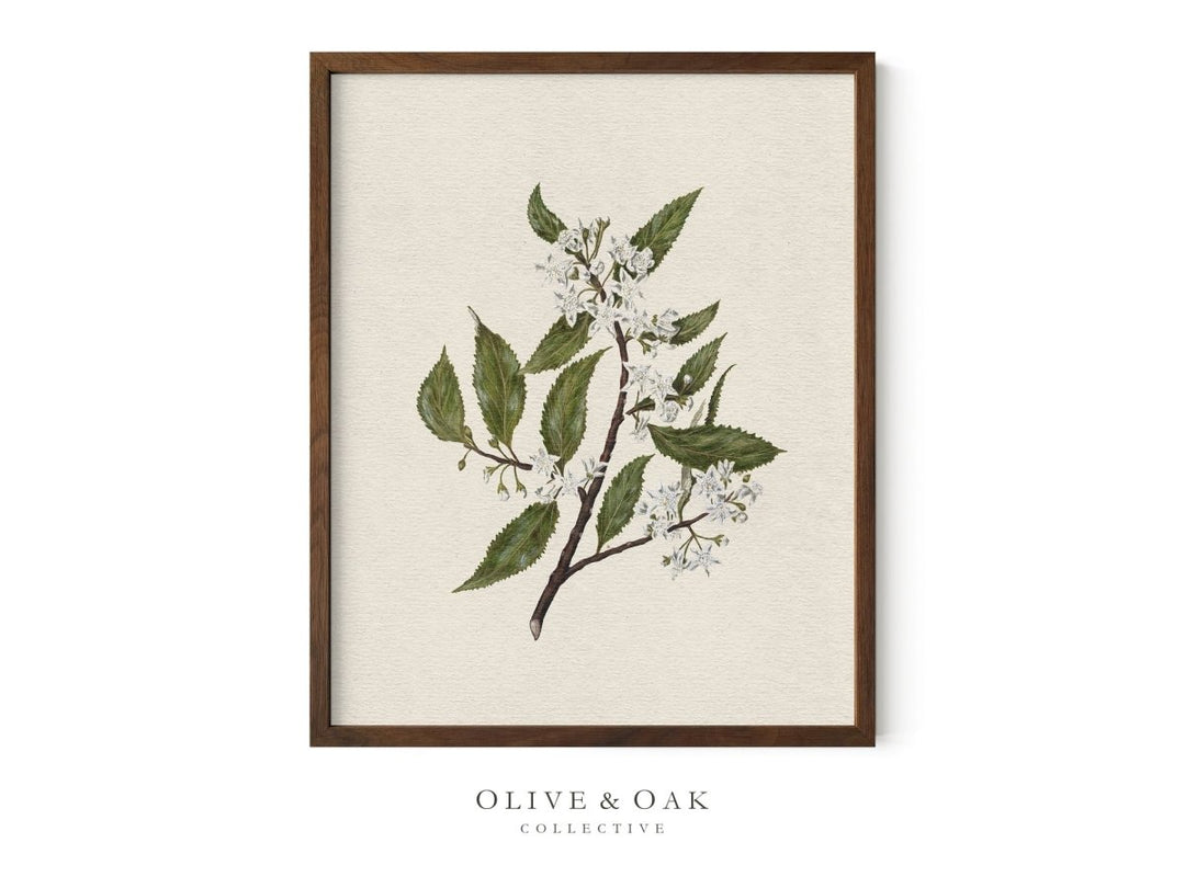 558. WILDFLOWERS IV - Olive & Oak Collective
