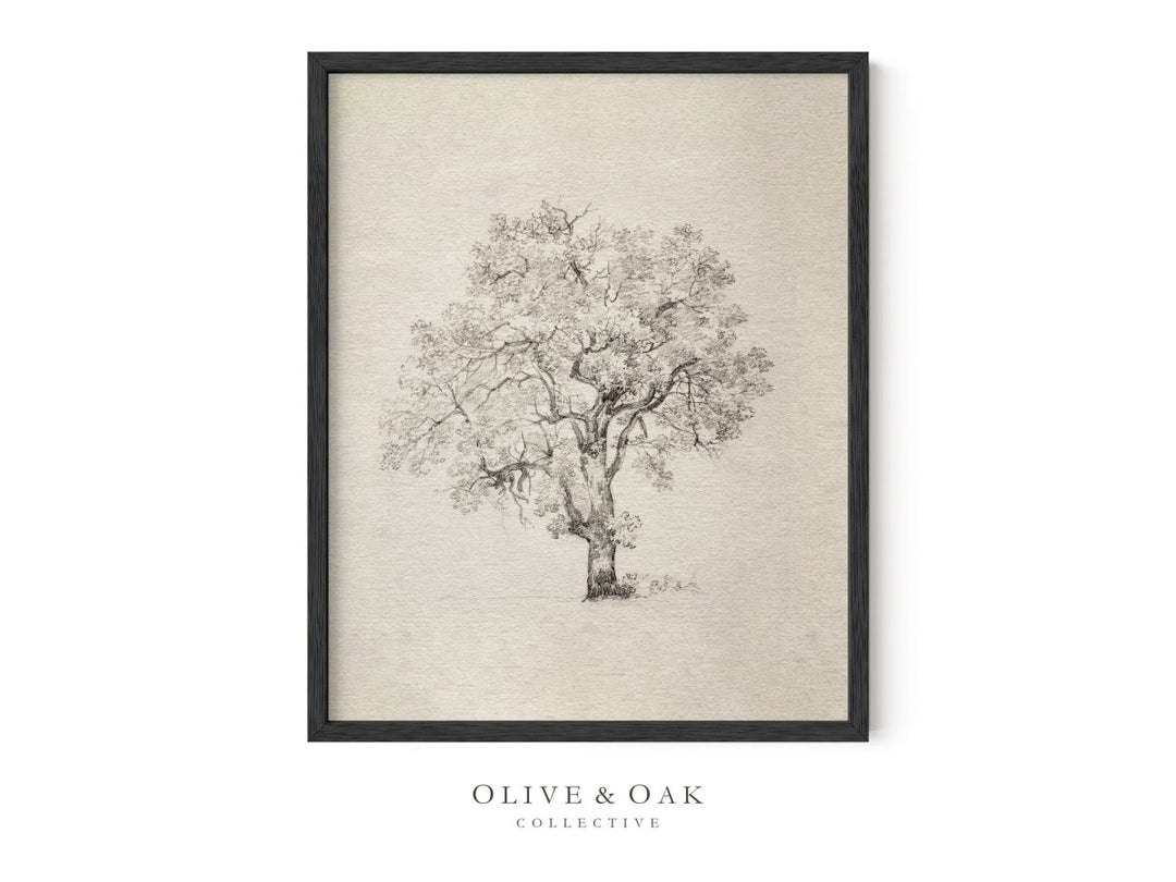 563. TREE STUDY I - Olive & Oak Collective