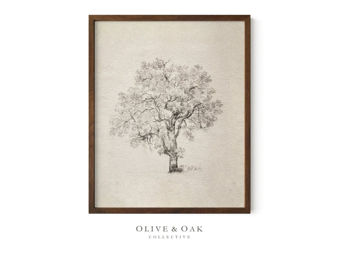 563. TREE STUDY I - Olive & Oak Collective