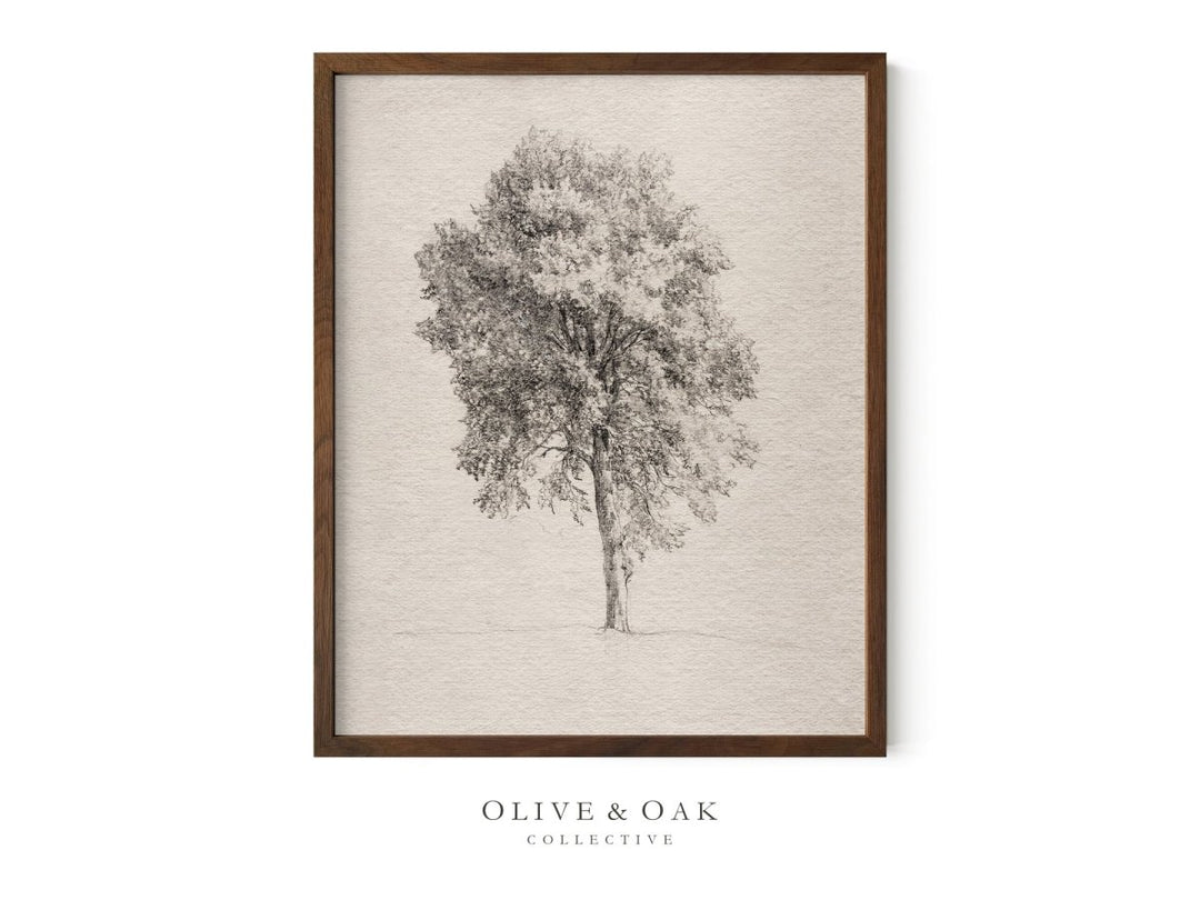 564. TREE STUDY II - Olive & Oak Collective