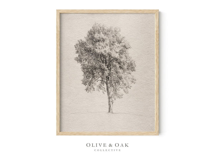 564. TREE STUDY II - Olive & Oak Collective