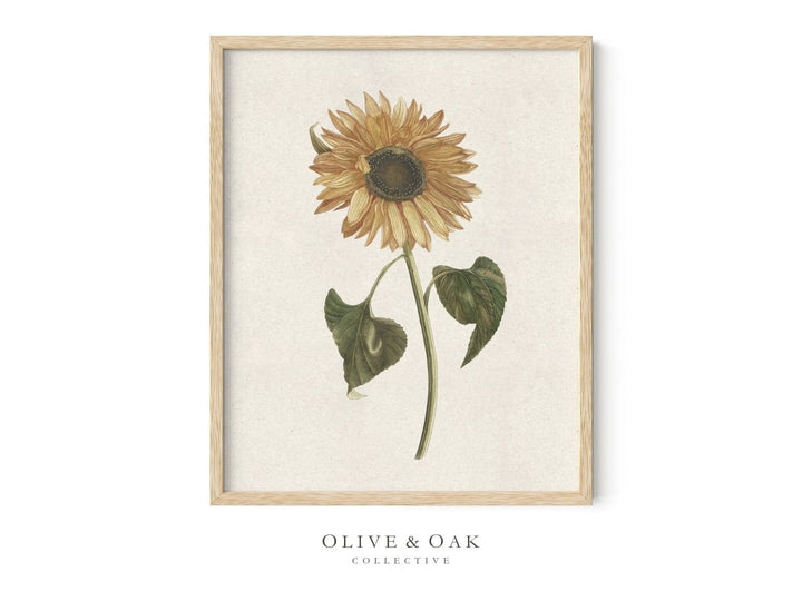 603. SUNFLOWER - Olive & Oak Collective