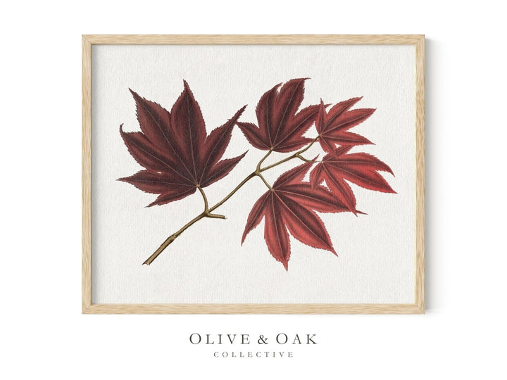 604. MAPLE LEAVES I - Olive & Oak Collective