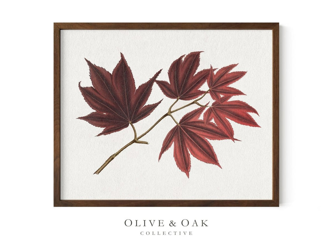 604. MAPLE LEAVES I - Olive & Oak Collective