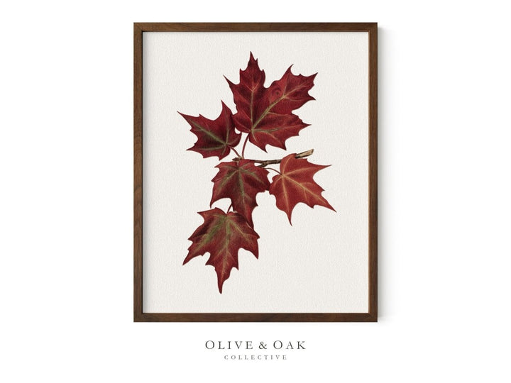 605. MAPLE LEAVES II - Olive & Oak Collective