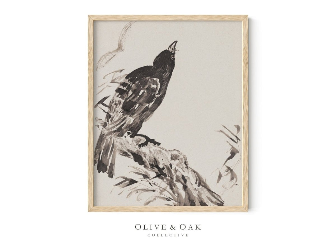 611. CROW - Olive & Oak Collective