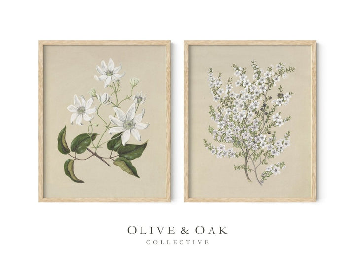 PAIR II - Olive & Oak Collective