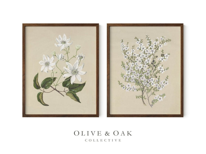 PAIR II - Olive & Oak Collective