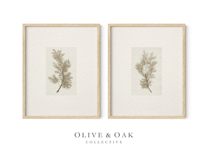 PAIR III - Olive & Oak Collective