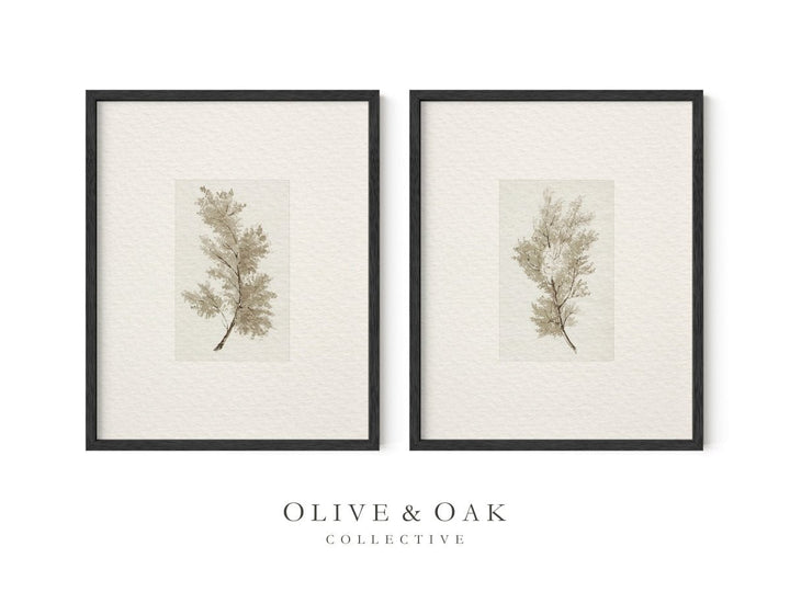 PAIR III - Olive & Oak Collective