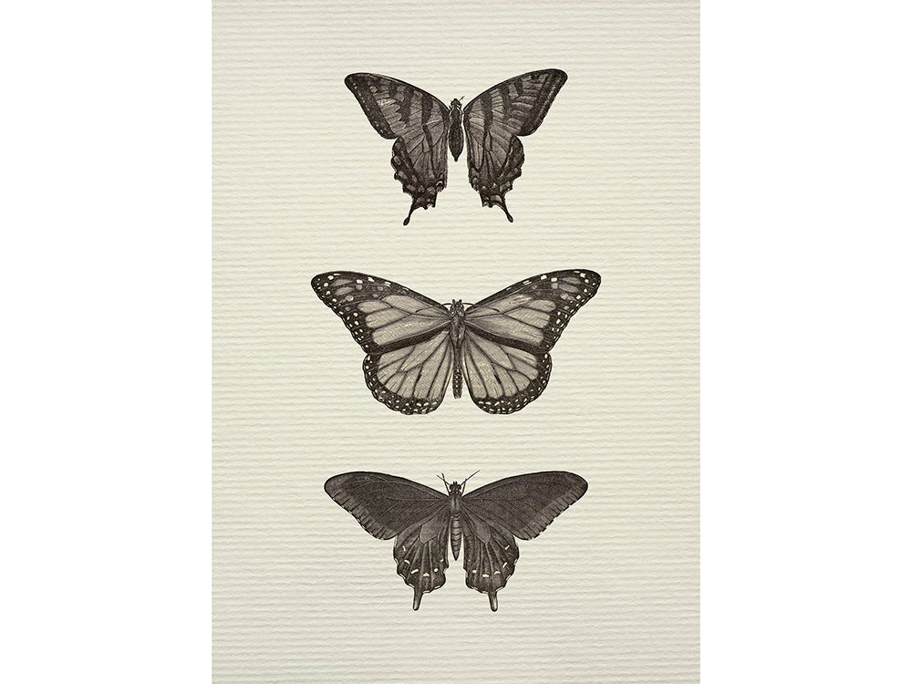 208. BUTTERFLY TRIO - Olive & Oak Collective
