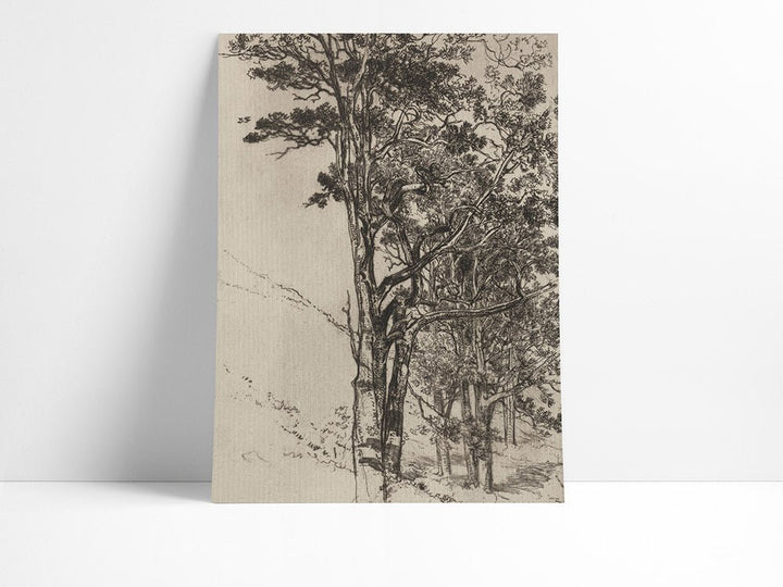 210. TREE ETCHING - Olive & Oak Collective