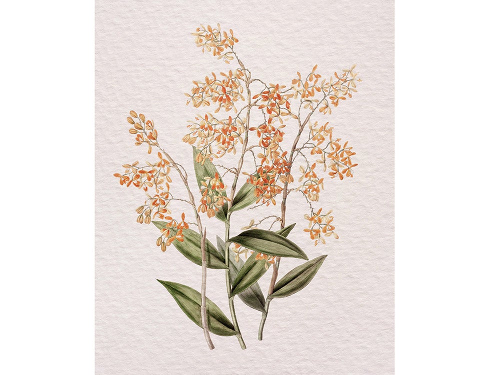 367. ORANGE FLOWERS - Olive & Oak Collective